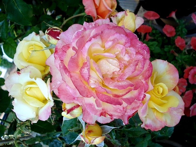 'Concours Lepine ®' rose photo