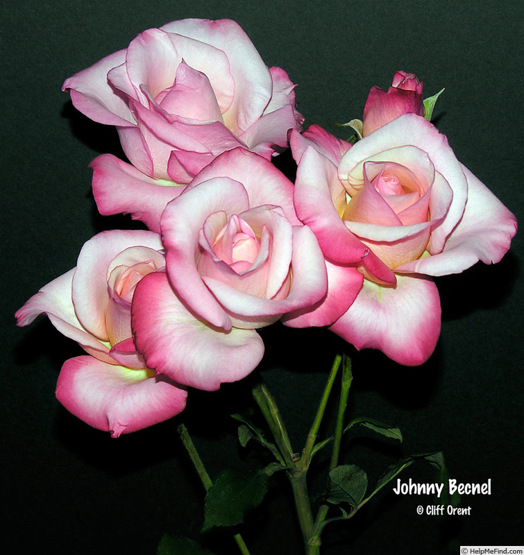 'Johnny Becnel' rose photo