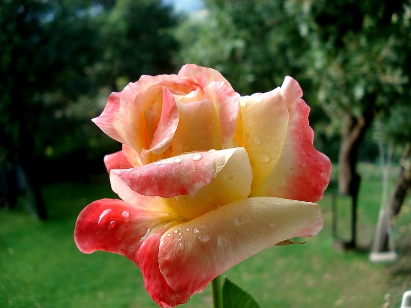'Jean Pierre Coffe' rose photo
