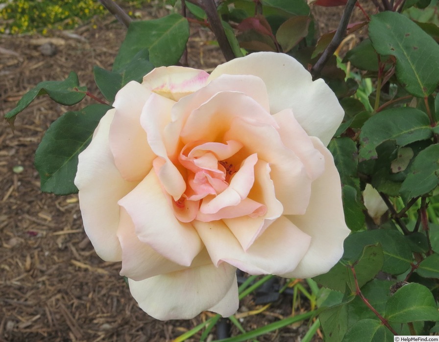 'Baxter Beauty' rose photo