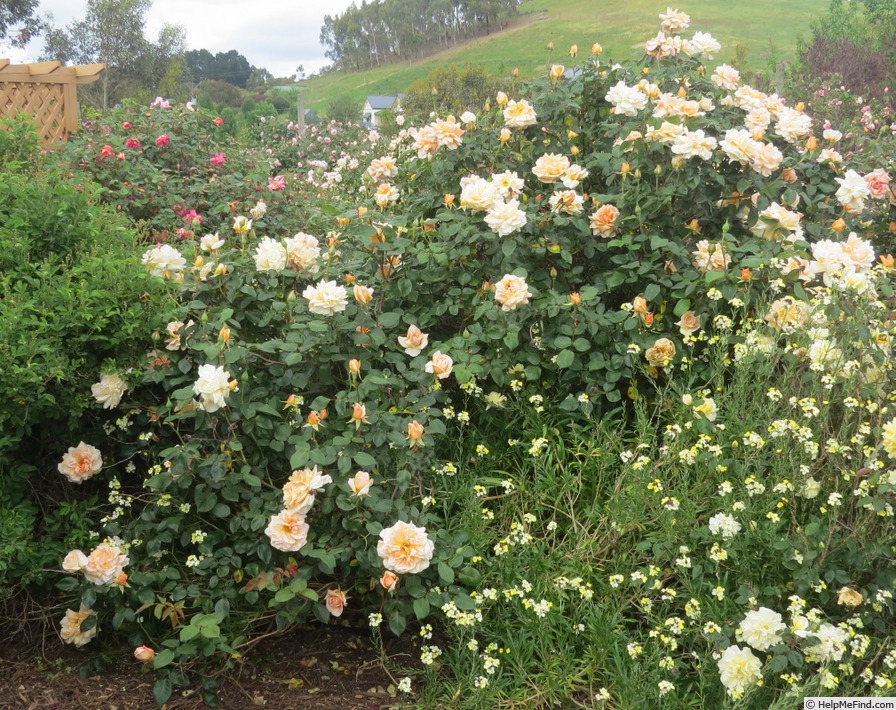 'Lady Huntingfield' rose photo