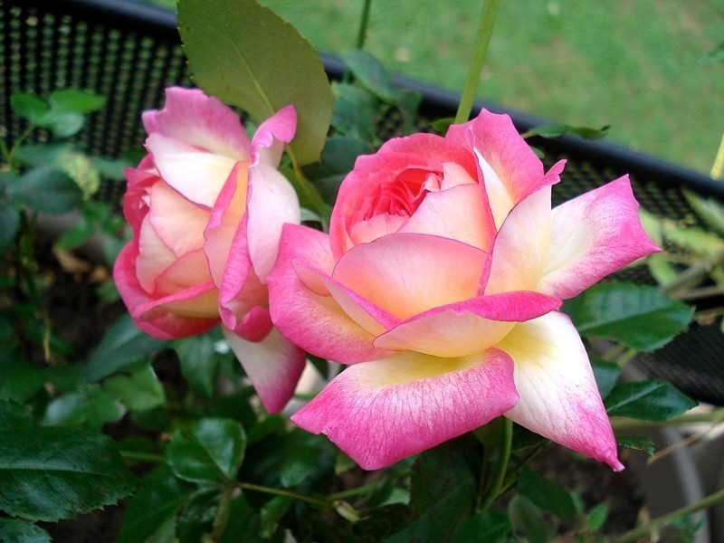 'Sweet Delight ®' rose photo