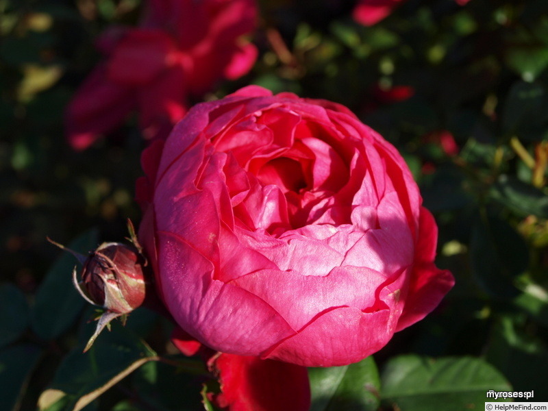 'Purpurosa' rose photo