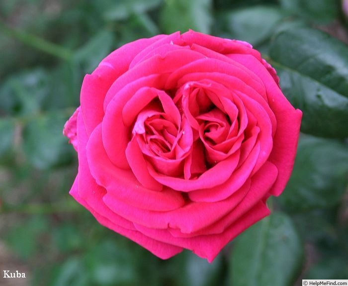'Kuba' rose photo