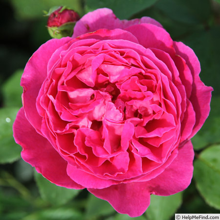 'Schultheis Rose 'Old Spice'' rose photo
