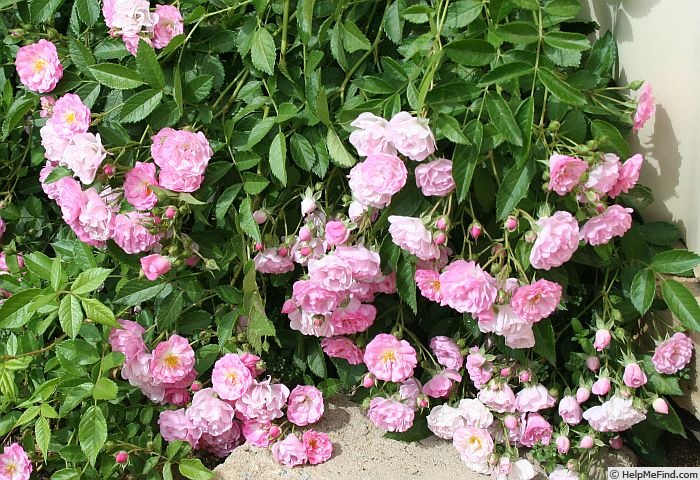 'Princesse du Ballet' rose photo