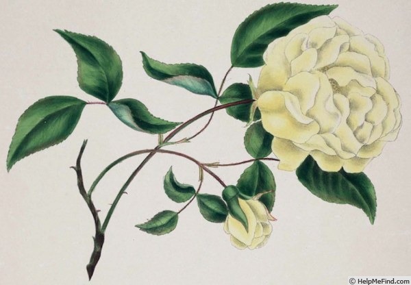 'Yellow China Rose' rose photo