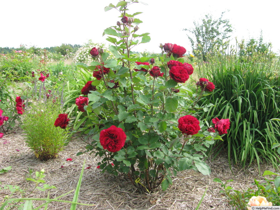 'Nadia ™ (shrub, Olesen/Poulsen, 1996/2002)' rose photo