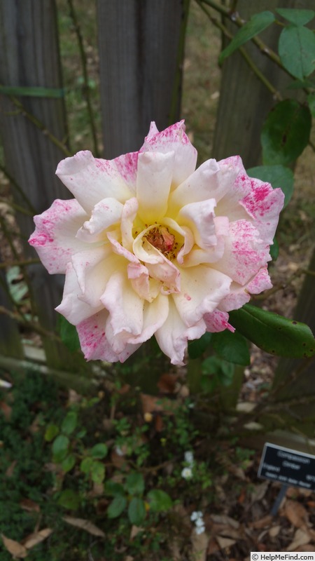 'Compassion ® (Large-Flowered Climber Harkness, 1972)' rose photo