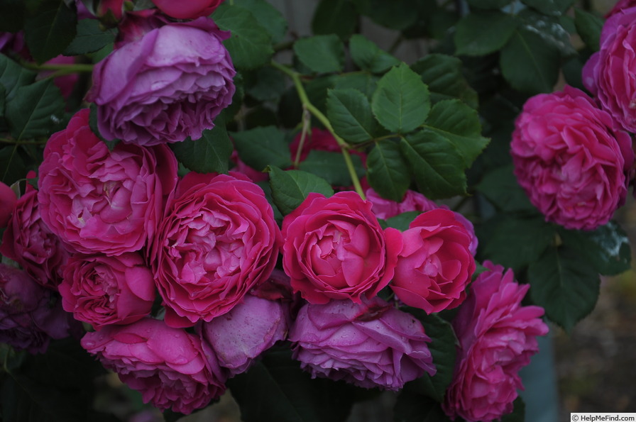 'Cybelle ® (shrub, Massad, 1999)' rose photo