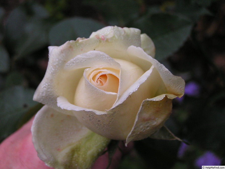 'Ambiente' rose photo