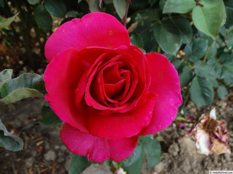 'Rina Hugo' rose photo