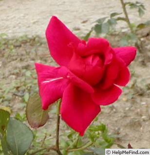 'Karel IV' rose photo