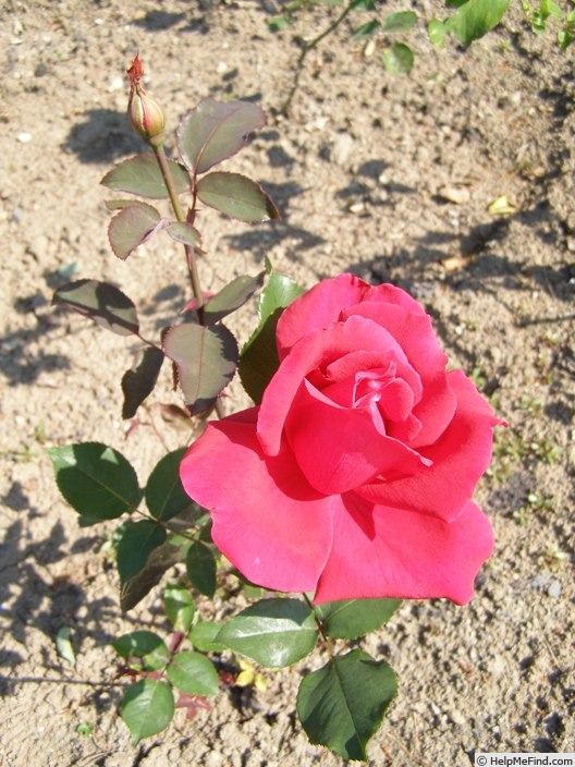 'Karel IV' rose photo