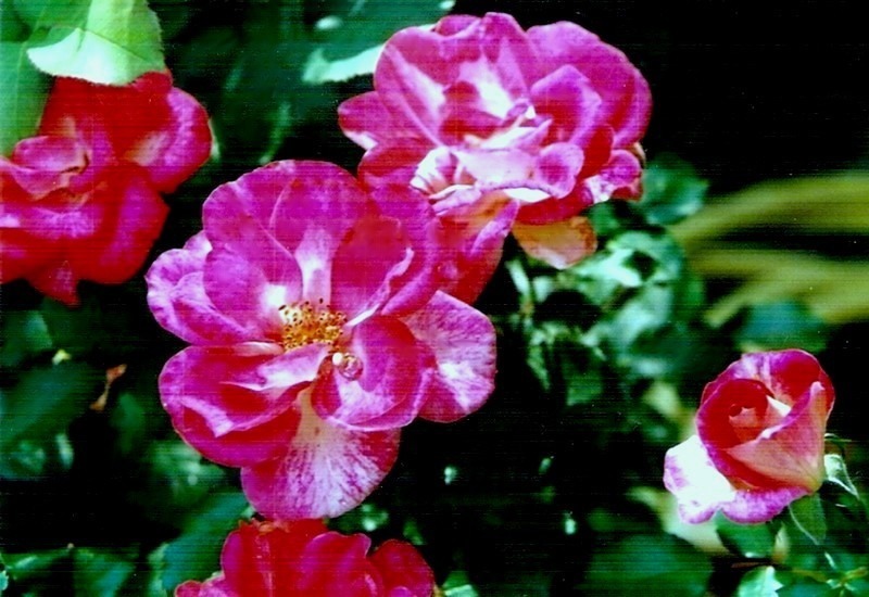'Adrien Mercier ®' rose photo