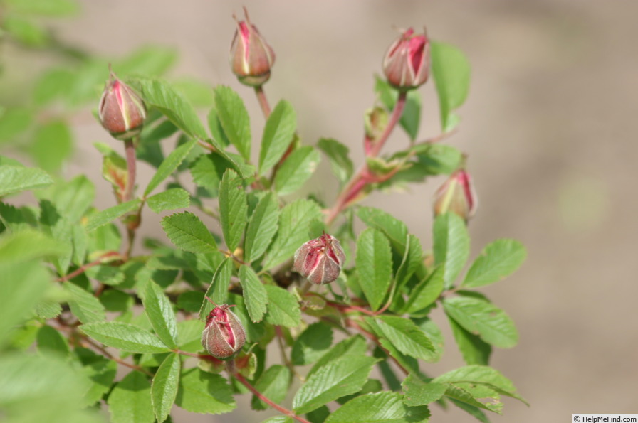 'Mariage Parfait' rose photo