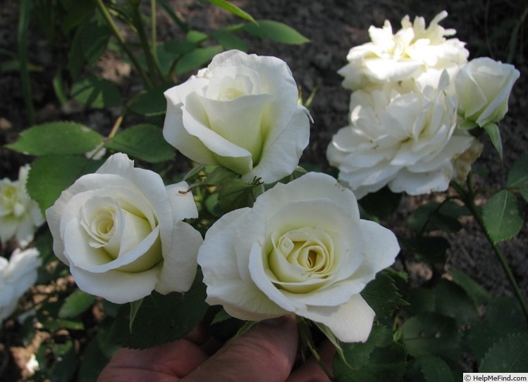 'Marshall's Peace Garden Rose' rose photo