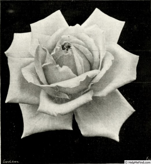 'Florence (hybrid tea, Paul, 1921)' rose photo