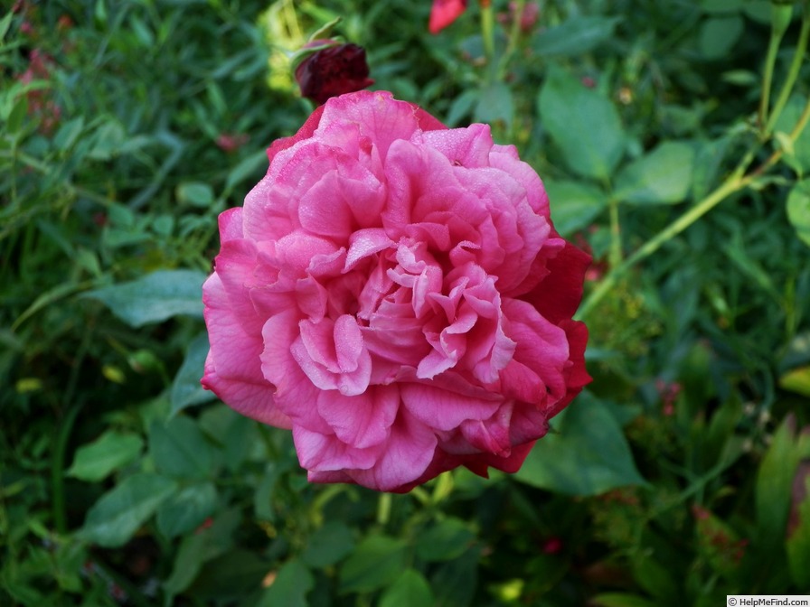 'Alice Hoffmann' rose photo