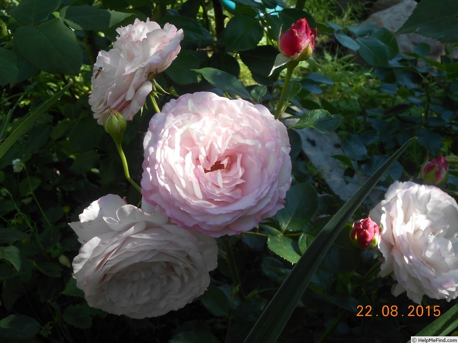 'Rosenfaszination ® (floribunda, Kordes, 2002)' rose photo