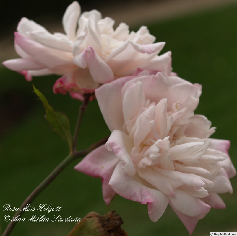 'Miss Helyett' rose photo