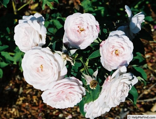 'Blanche Lafitte' rose photo