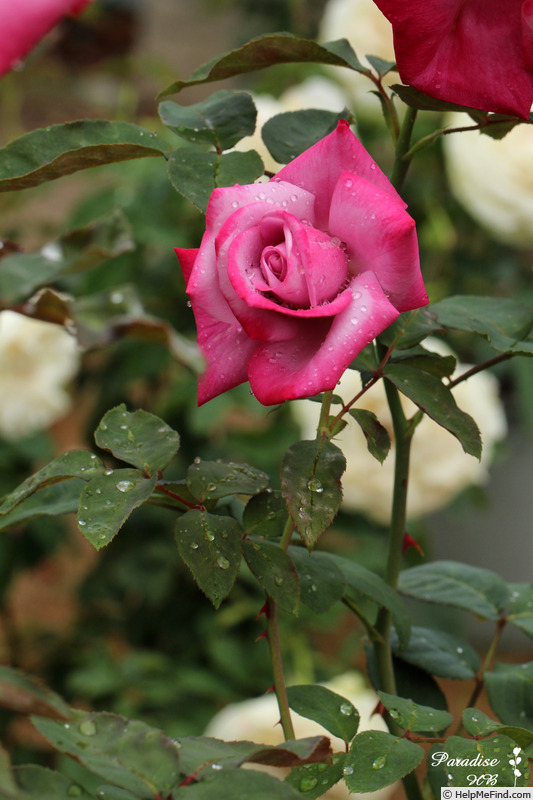 'Paradise ™ (hybrid tea, Weeks 1975)' rose photo