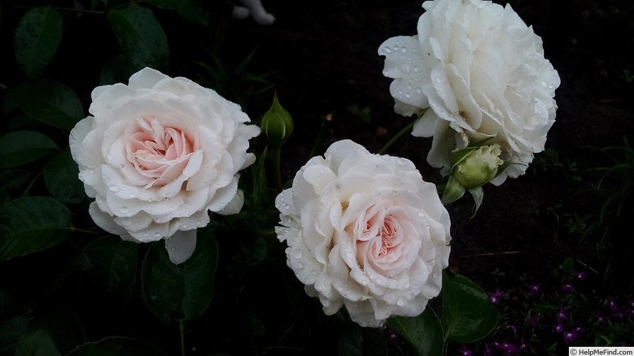 'Great North Eastern Rose' rose photo