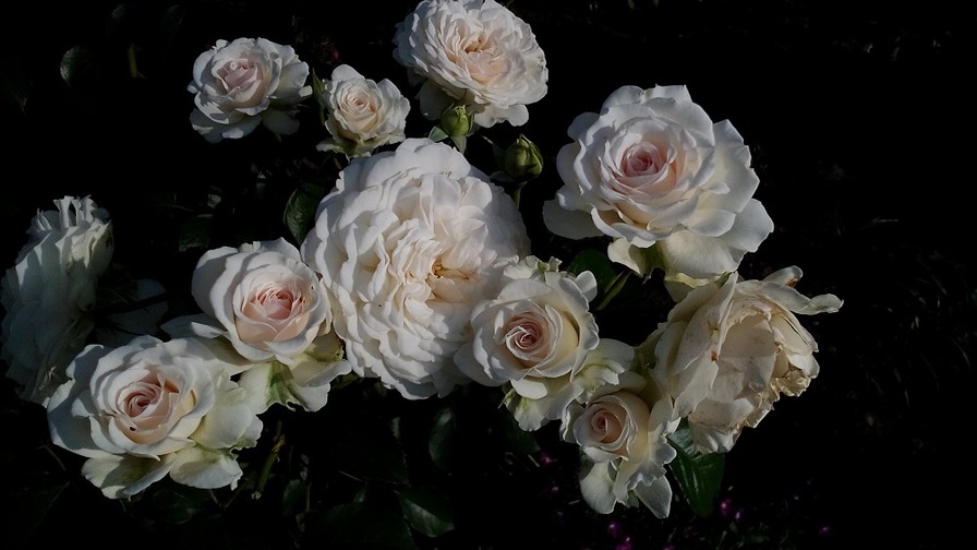 'Sir Galahad (shrub, Harkness, 2002)' rose photo