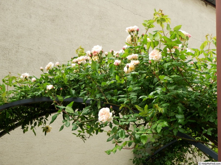 'Jaune Desprez' rose photo