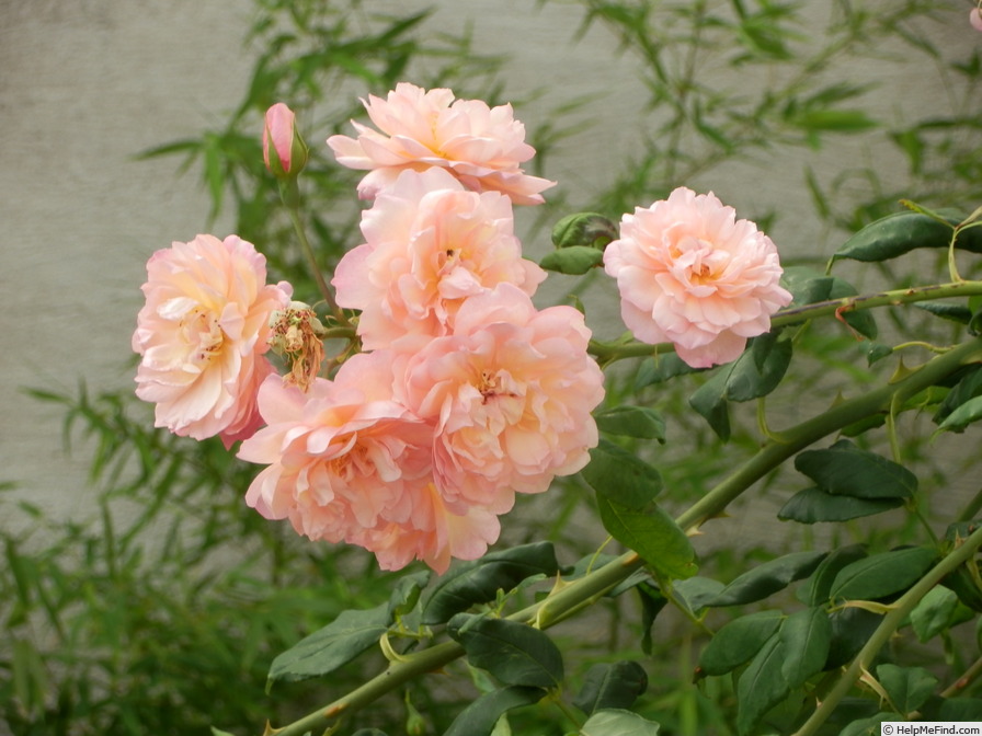 'Desprez à fleurs jaunes' rose photo