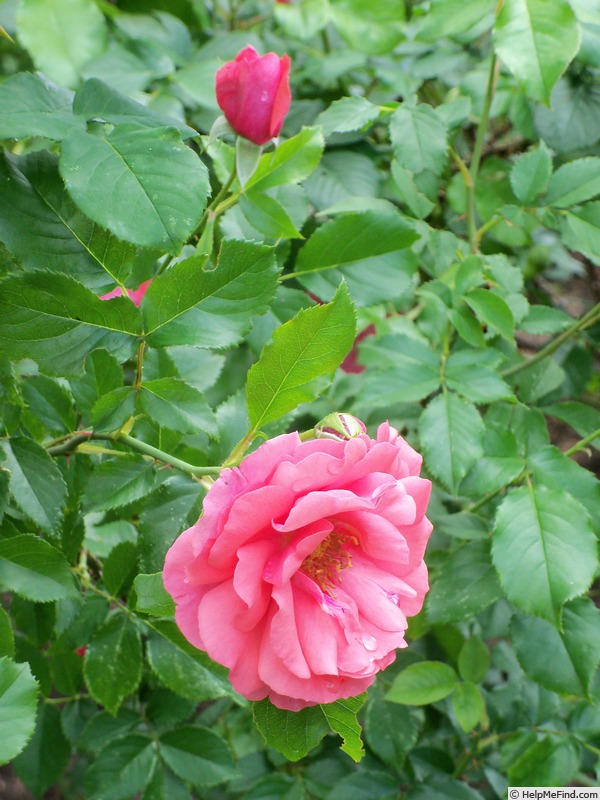 'Kadril' rose photo
