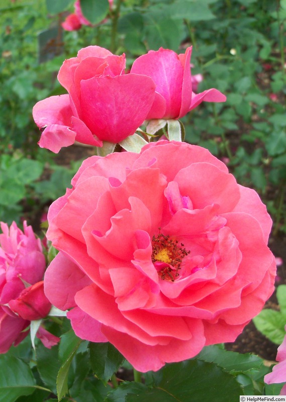'Kadril' rose photo