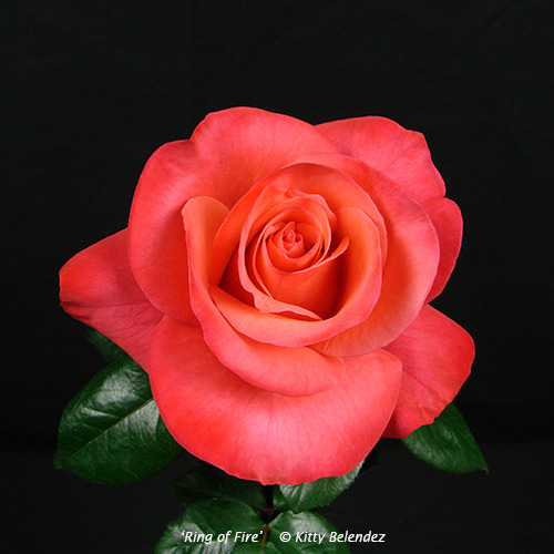 'Ring of Fire ™ (hybrid tea, Greenwood, 2007)' rose photo