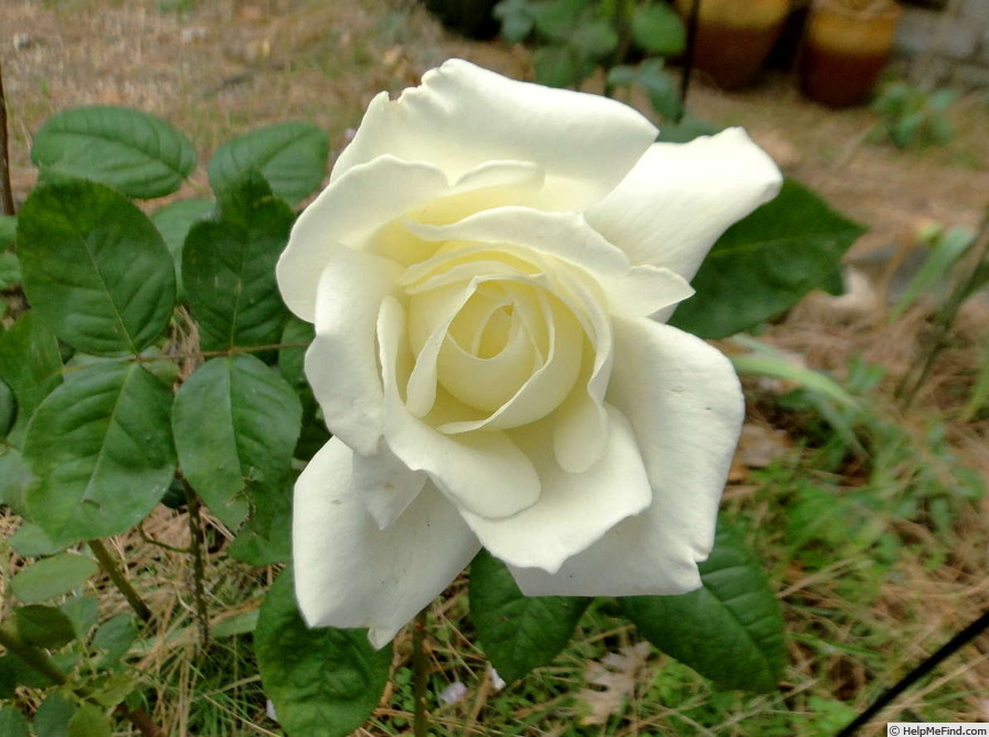 'White Lightnin'' rose photo