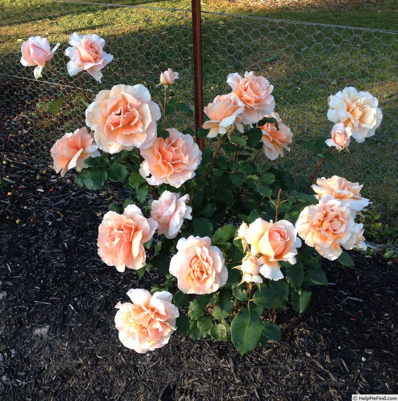 'Just Joey (Hybrid Tea, Cants, 1972)' rose photo