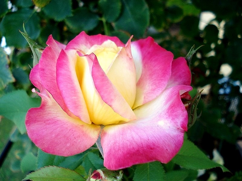 'Concours Lepine ®' rose photo