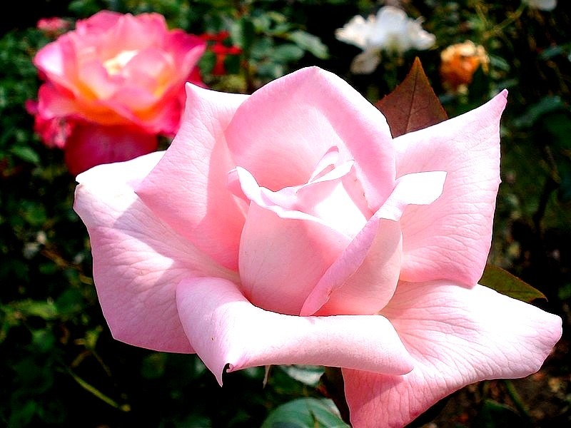 'Eve Ruggieri ®' rose photo