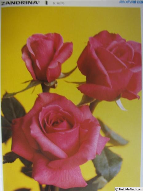 'Zandrina' rose photo