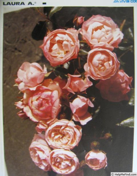 'Laura A.' rose photo