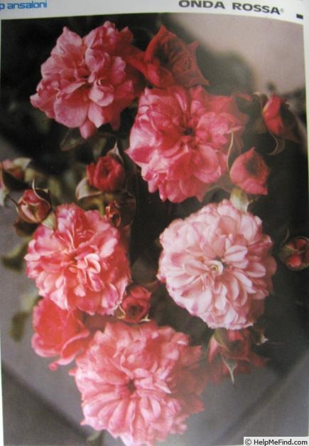 'Onda Rossa (rambler, Zandri 1988)' rose photo