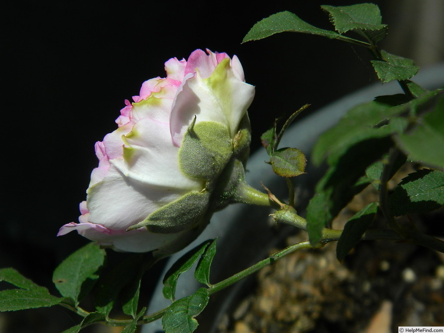 'Spineless Roxburghii' rose photo