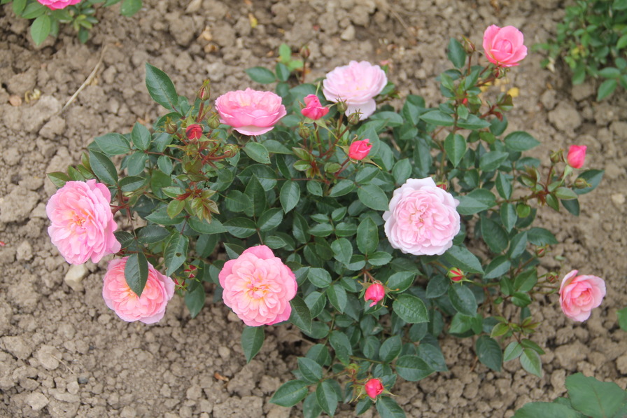 'Queen's London Child' rose photo