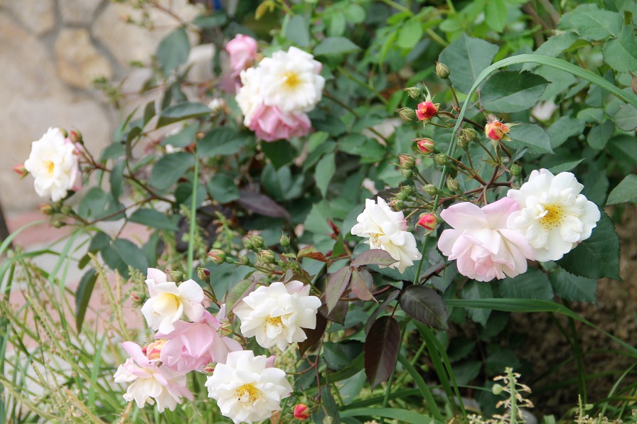 'Apricot Bells' rose photo