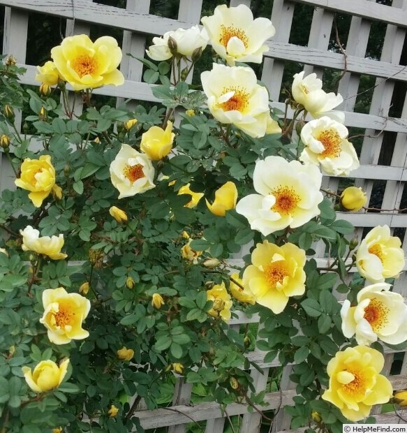 'Aïcha' rose photo