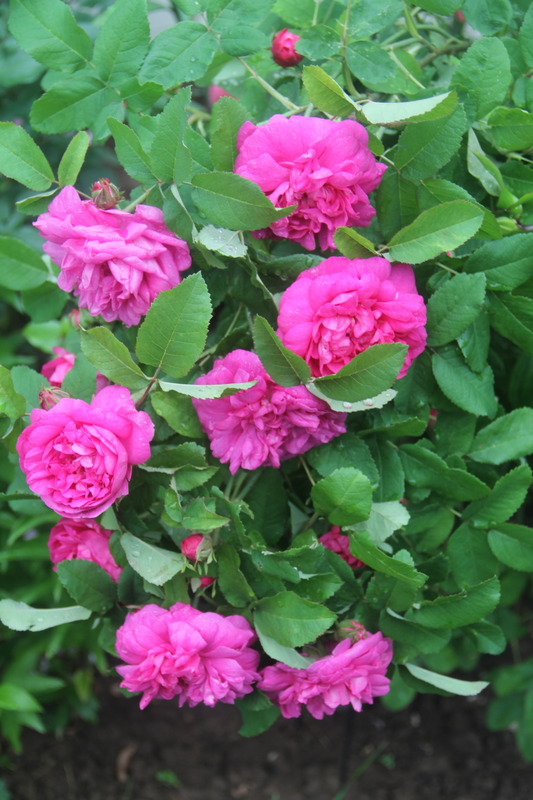 'Rose du Roi (portland, Lelieur, 1812)' rose photo