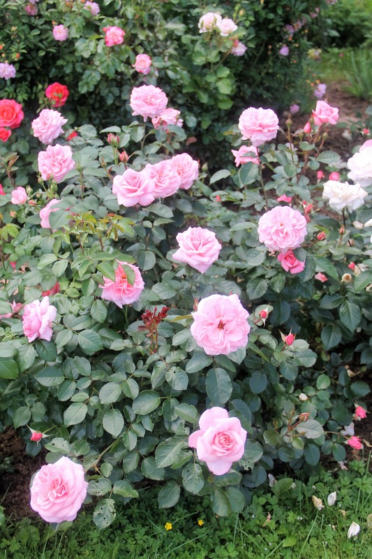 'Alderley Park' rose photo