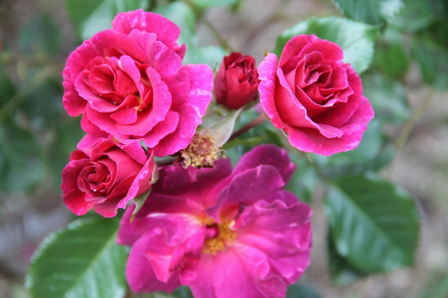 'Wild Rover (Floribunda, Dickson, 2007)' rose photo