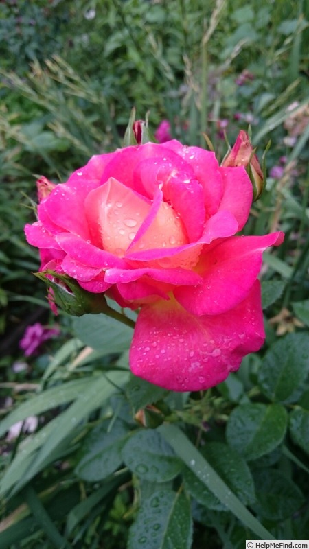 'Khersones' rose photo