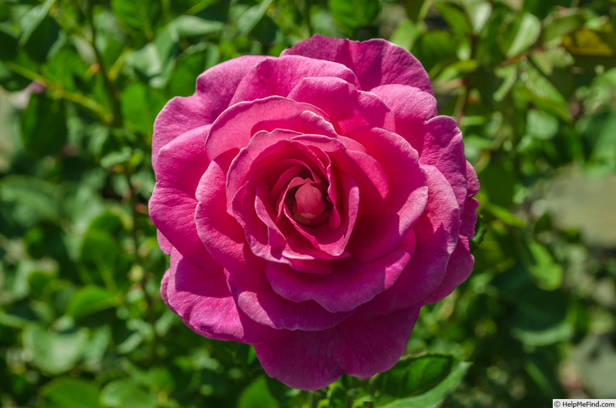 'P1144PCL' rose photo